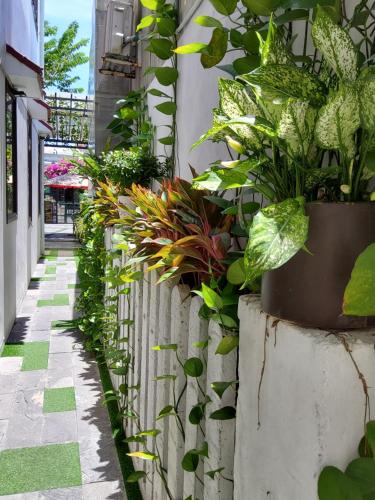 Gallery image of Bean Grass Homestay in Hoi An