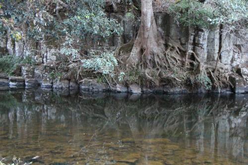 a tree on the side of a river at Kaalba in Maleny