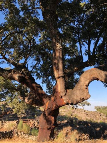 a close up of the trunk of a tree at Apartamentos Rurales La Macera **** in Valencia de Alcántara