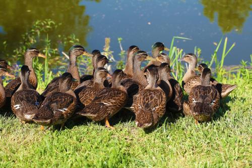 a group of ducks standing in the grass at Termál Hotel Vesta in Tápiószecső