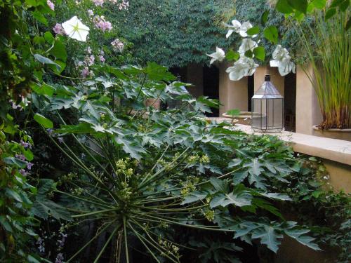 塔魯丹特的住宿－達扎希亞旅館，花园中种有白色花卉的大型绿色植物