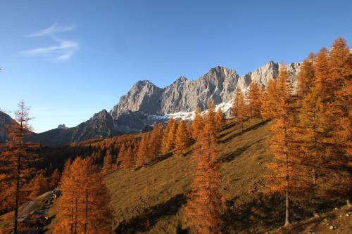 an aerial view of a mountain with trees at Hotel Pichlmayrgut in Schladming