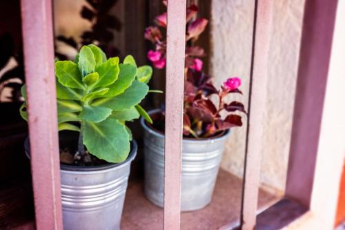 two potted plants sitting on a window sill at Casa Rural los Enebros in Los Navalucillos