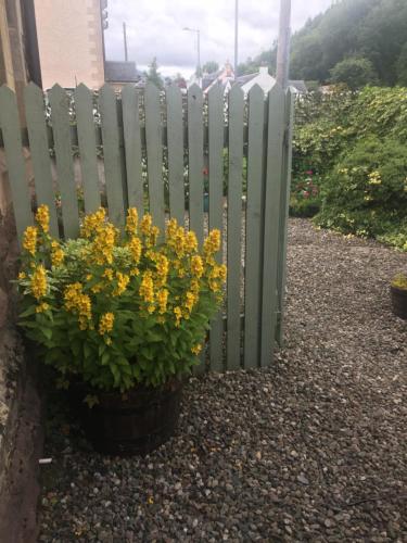 a fence with a pot of yellow flowers next to it at The old post office Callander holiday let in Callander