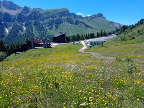 un champ de fleurs sur une colline avec des montagnes dans l'établissement Piccolo Igloo, à Falcade