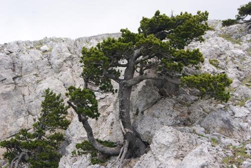 a tree on the side of a rocky mountain at Tana Libera Tutti 3 Nature, Yourself, Love in Viggianello