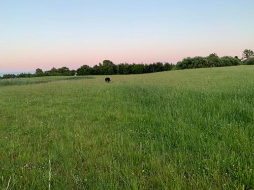 a cow grazing in a field of green grass at Mariegaardens Gæstehuse in Hillerød