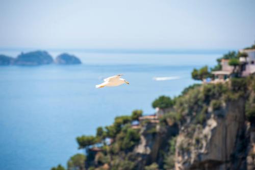 a white bird flying over a hill with houses at CASA CAPRILE POSITANO in Positano