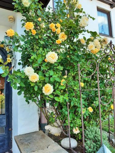 a tree with yellow and white roses growing on it at Hotel/Pension Rosengarten in Franking