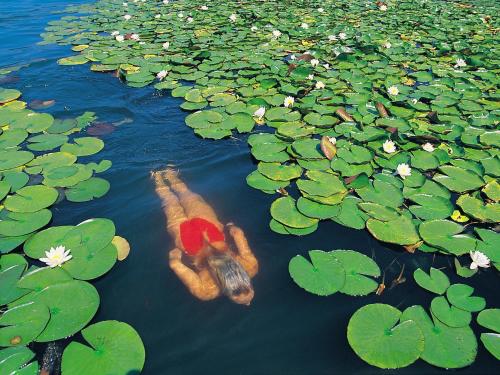 a person swimming in a pond of lily pads at Barry Memle Directly at the Lake in Velden am Wörthersee