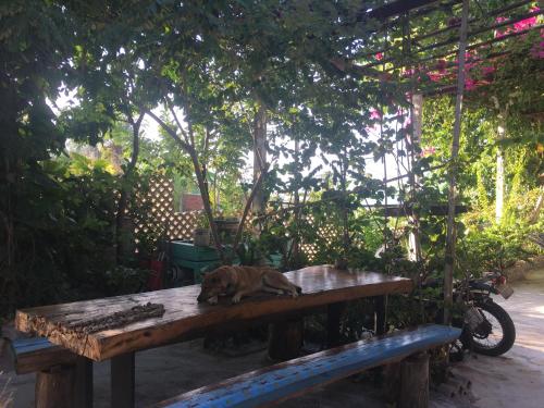 a dog laying on top of a wooden table at Confetti House in Quy Nhon