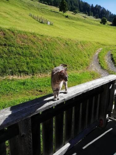 Animales en el departamento o alrededores