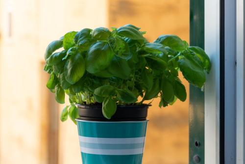 a potted plant in a blue and white pot at Sea & Culture - 5 Terre La Spezia in La Spezia