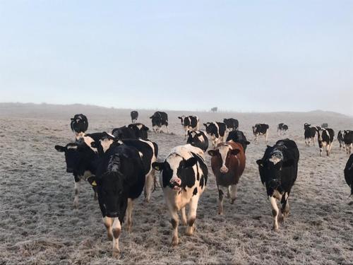 a herd of cows walking in a field at South Barlogan Farm in Bridge of Weir