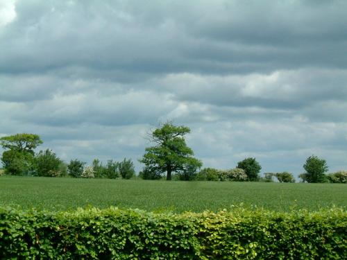 a green field with a tree in the middle at Highfield Farm in Sandy