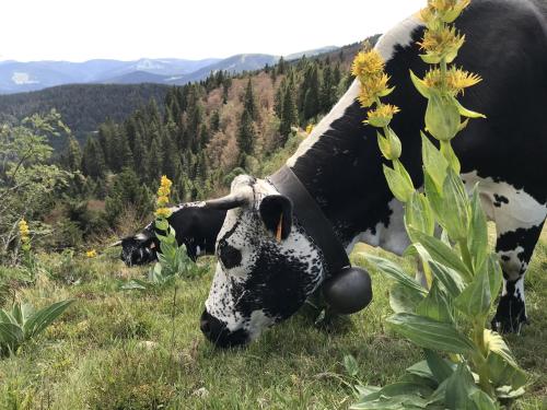 a black and white cow grazing in a field of grass at Gite Amélie, Sauna, Spa au coeur des Vosges in Housseras