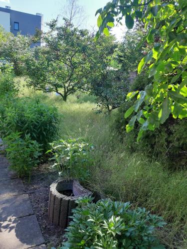 a garden with some plants and trees and a sidewalk at Kamienica Nowodworska 30 in Bydgoszcz