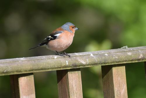a bird perched on top of a wooden fence at Red Watch Apartment in Oban