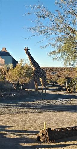 a giraffe standing in the shade of a tree at Teri-Lemveli Lodge in Beaufort West