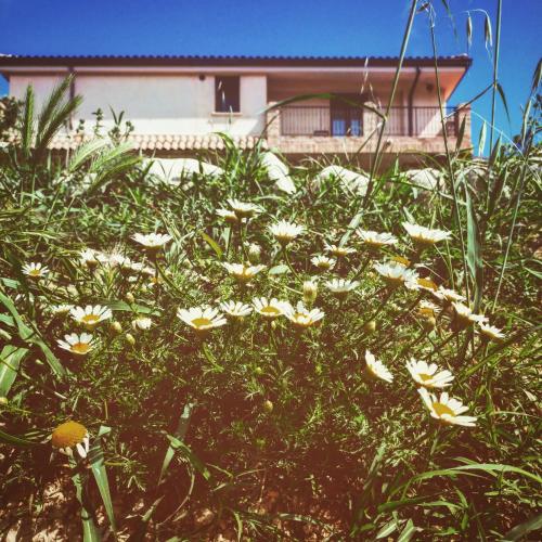 a field of white flowers in front of a house at Casale del Sole in Cepagatti