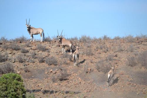 a group of antelopes standing on a hill at Teri-Lemveli Lodge in Beaufort West