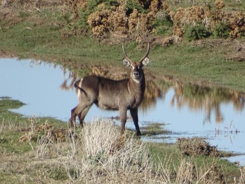 a antelope with horns standing in front of some water at Teri-Lemveli Lodge in Beaufort West