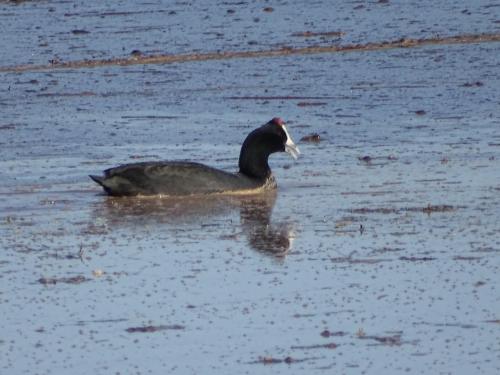 a duck swimming in a body of water at Teri-Lemveli Lodge in Beaufort West