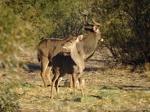 a couple of animals standing in a field at Teri-Lemveli Lodge in Beaufort West