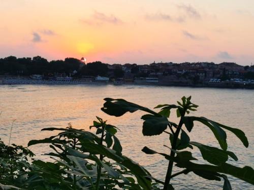 eine Pflanze vor einem Wasserkörper mit Sonnenuntergang in der Unterkunft Guest House Dimovi in Sozopol