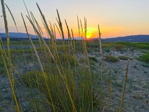 a sunset on a beach with tall grass at Guest House Dimovi in Sozopol