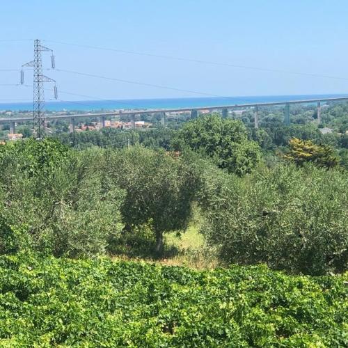 a group of trees with a train in the background at Da Nonna Stella in Miglianico