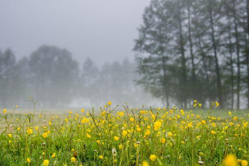 a field of yellow flowers in a field with trees at Hotel Barczyzna Medical Spa in Nekla