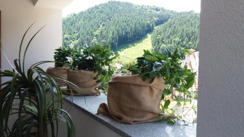 three potted plants sitting on a window sill with a view at Willa Kania in Szczawnica