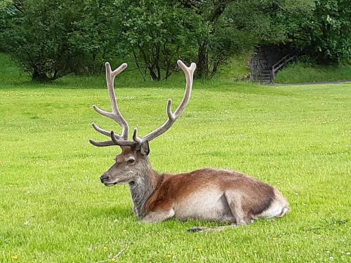アパートメントの敷地内または近くにいる動物
