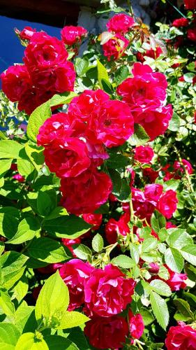 a group of red flowers with green leaves at Antonówka in Trybsz