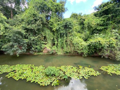 a body of water with plants and trees at Chomklong Experience in Pak Chong