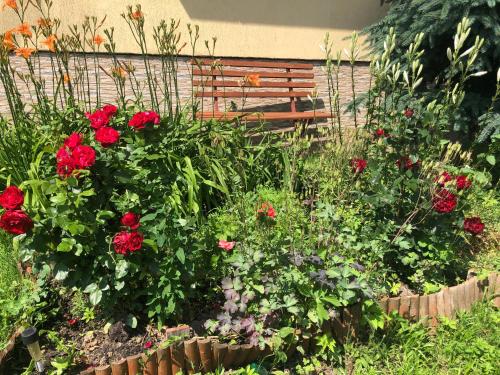 a garden with red roses and a wooden bench at RAMAR in Bodzentyn