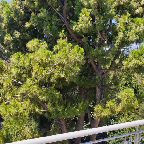 a pine tree next to a white fence at Alexia's Apartments in Rio