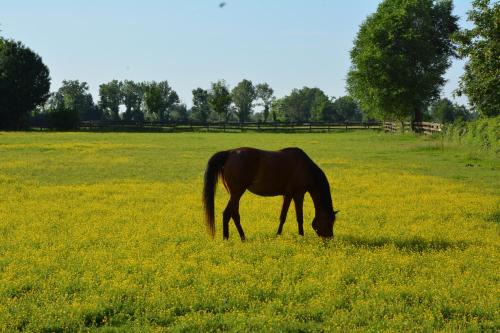 a brown horse grazing in a field of grass at Apartment Monika in Udine