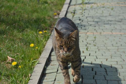 a cat is walking down a brick road at Beskidylla glamp in Ustroń