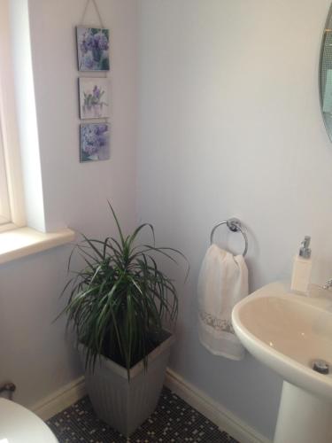 a bathroom with a plant in a pot next to a sink at Glaslough Ramblers Rest in Monaghan