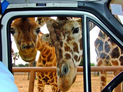 two giraffes are looking through the window of a vehicle at Vacanze in Puglia in Pezze di Greco