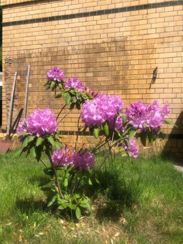 a bunch of purple flowers in front of a brick wall at Alte Bahnstation Leipzig (Appartement TWO & ONE) in Leipzig