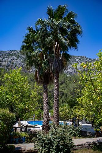 a palm tree in front of a swimming pool at Portalimo Lodge Hotel - Adult Only +12 in Cıralı