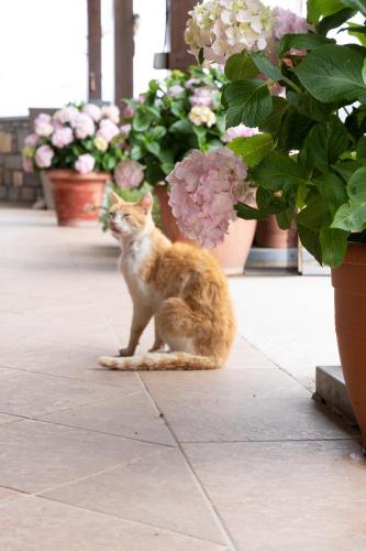 a cat sitting on the ground next to potted plants at Dictamus Homes in Magoulás