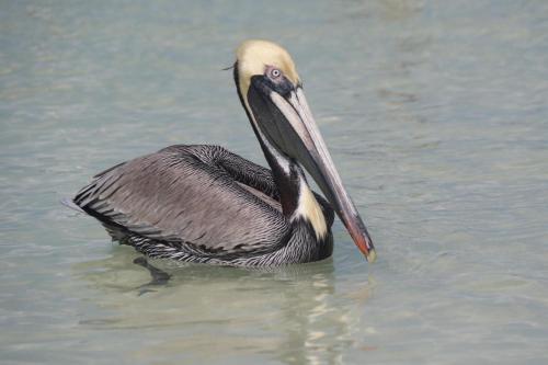 a bird with a long beak standing in the water at Casa Blanca in Holbox Island