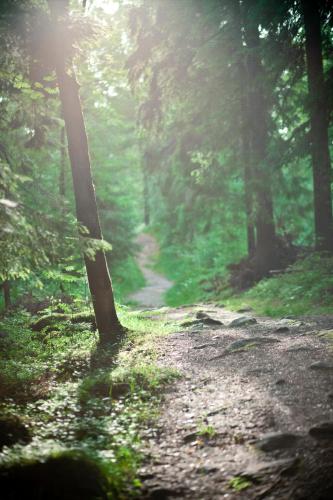 a dirt trail in a forest with the sun shining through trees at Hotell Lassalyckan in Ulricehamn