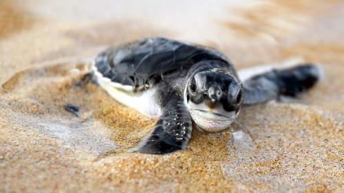 a baby turtle is laying on the sand at La Conchita Tulum in Tulum