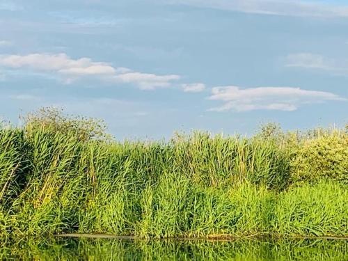 a field of tall grass next to a body of water at Ausflugsrestaurant & Pension Aalbude & Hausfloßvermietung 15 PS am Kummerower See-Verchen in Dargun