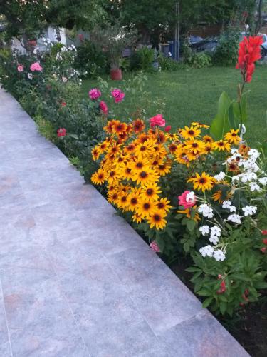 コスティネシュティにあるCasa Lotusの歩道の隣の色鮮やかな花の庭園